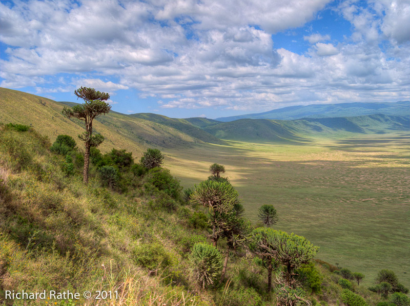 Trees inside Ngorongoro Crater