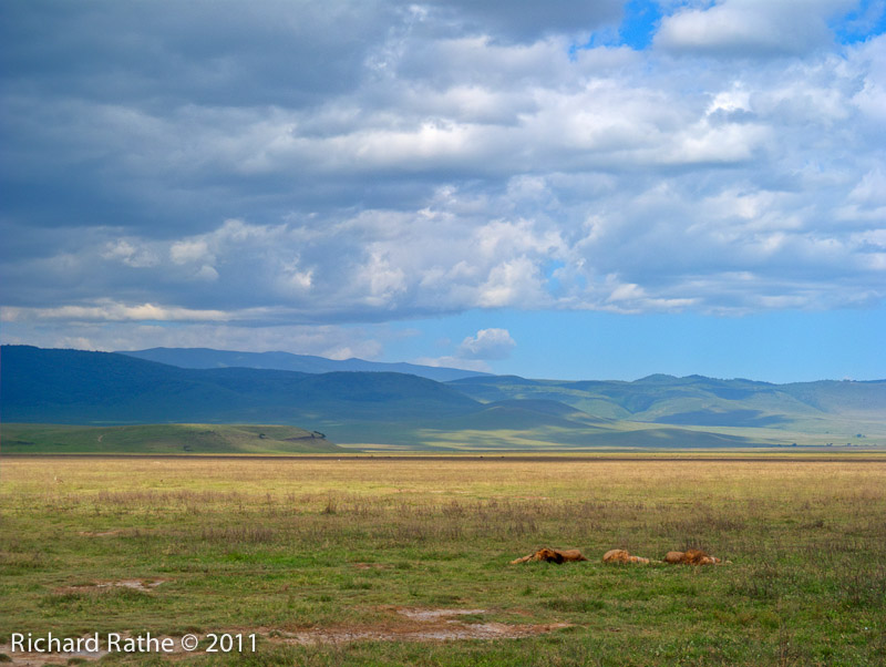 Lions inside Ngorongoro Crater