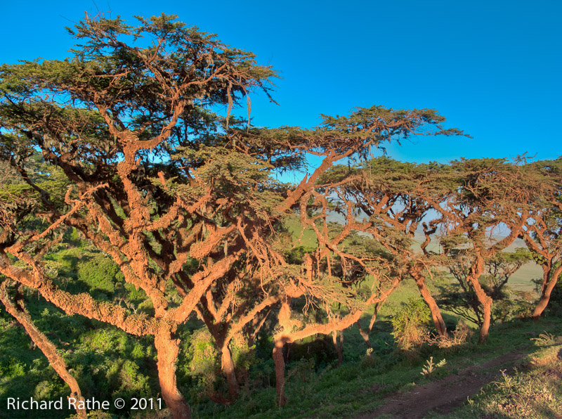 Acacia Trees at Sunrise