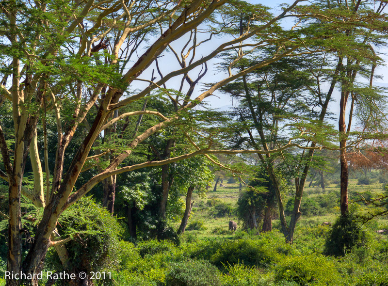 Fever Trees with Elephant in Ngorongoro Crater
