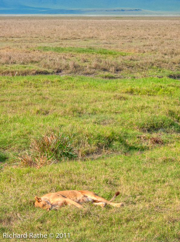 Lion inside Ngorongoro Crater