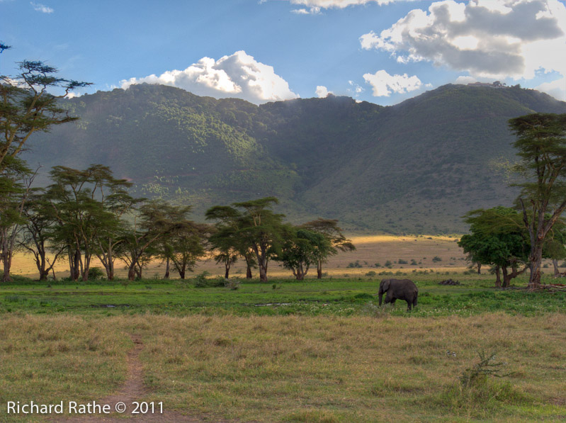 Elephant inside Ngorongoro Crater