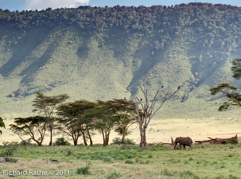 Elephant inside Ngorongoro Crater