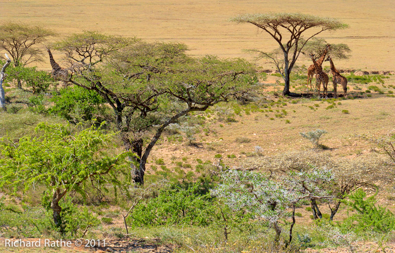 Giraffes under  Acacia Trees