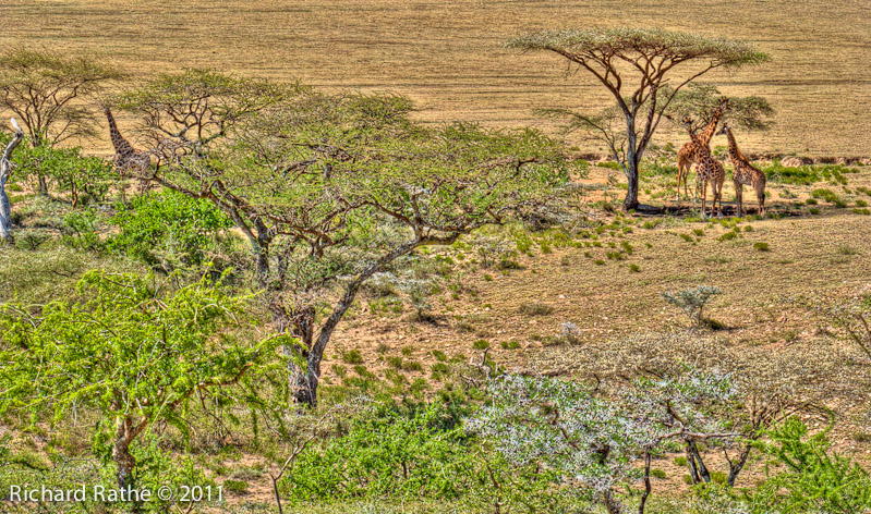 Giraffes under  Acacia Trees (surreal)