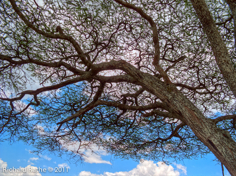 Acacia Branches