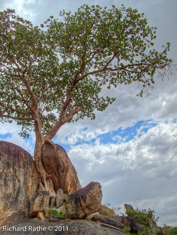 Rocks with Lone Tree