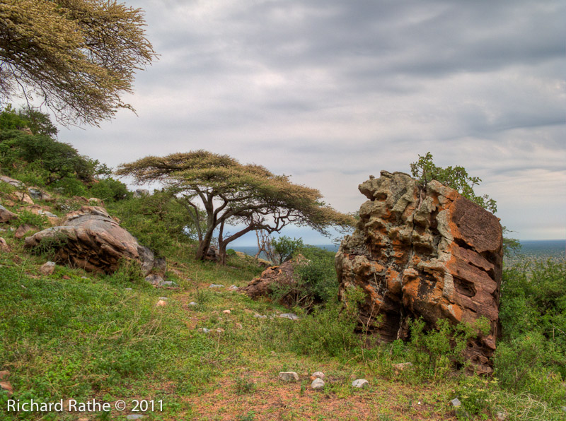 Acacia Tree and Rocks on Matiti