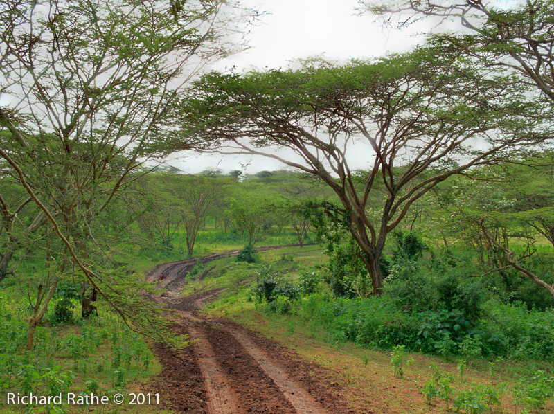 Muddy Road through Upland Massai Country