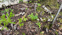 0061 Apostle Islands 2025 