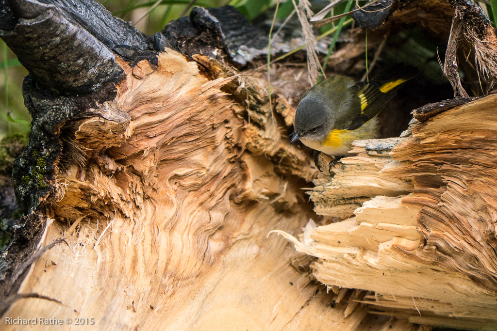 American Redstart