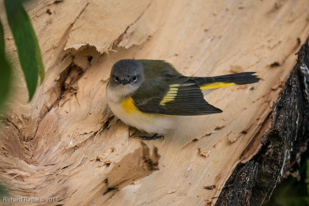 American Redstart