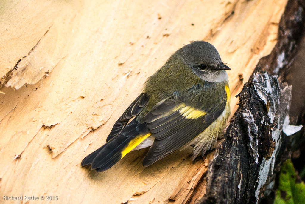 American Redstart