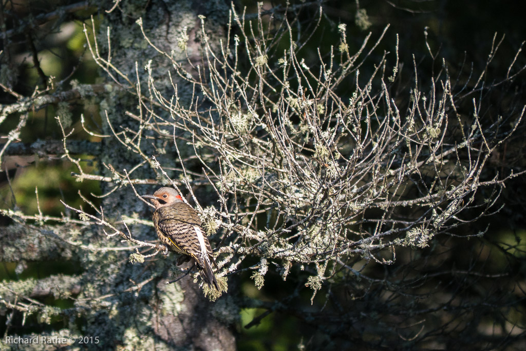 Yellow-Shafted Flicker