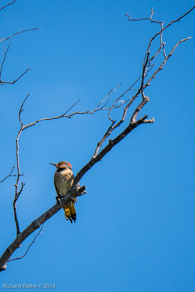 Yellow-Shafted Flicker