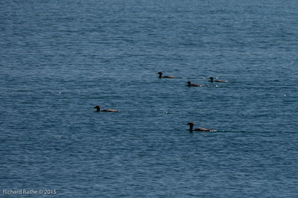 Merganser