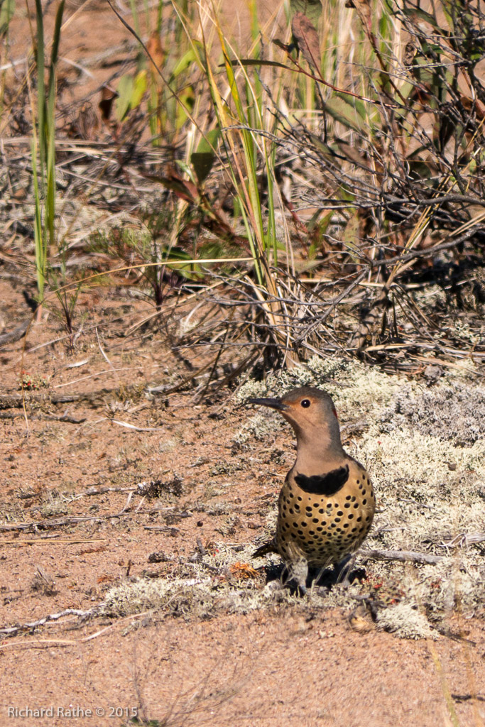 Yellow-Shafted Flicker