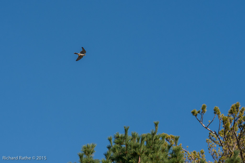 American Kestrel