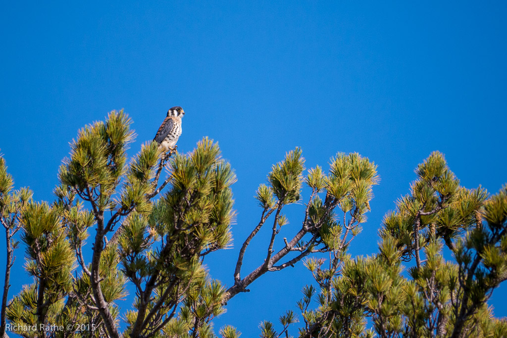 American Kestrel