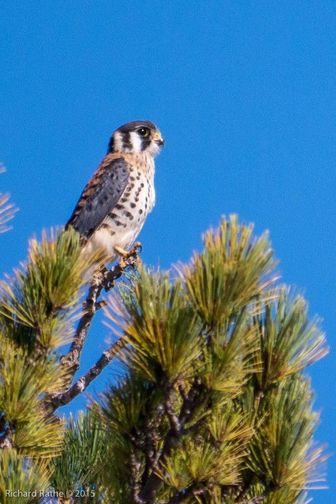 American Kestrel