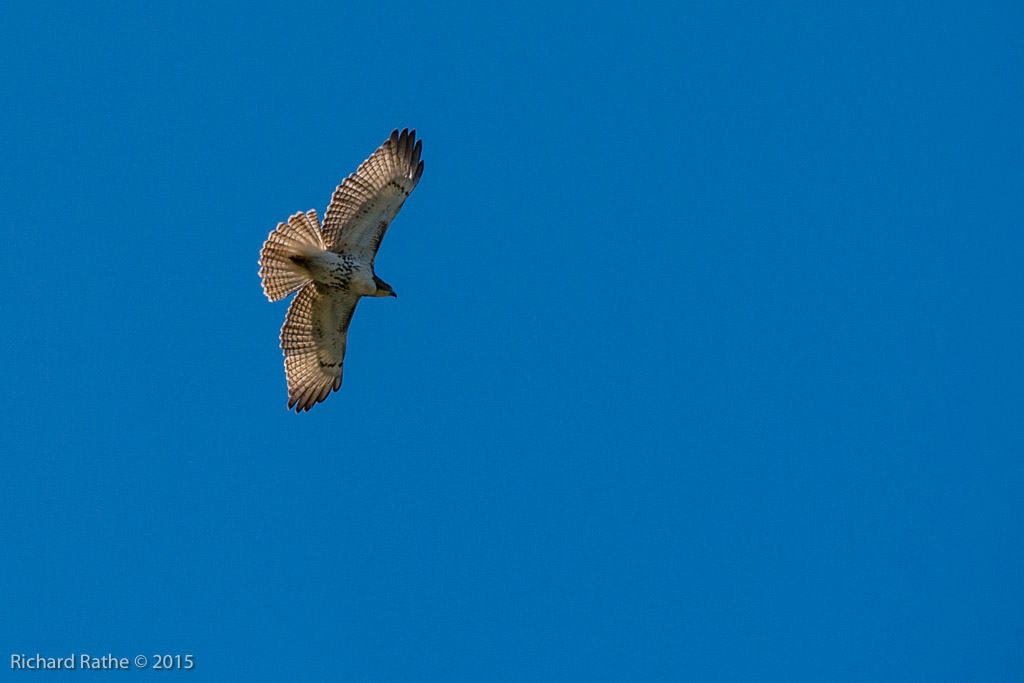 Red-Tailed Hawk