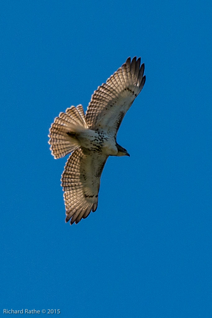 Red-Tailed Hawk