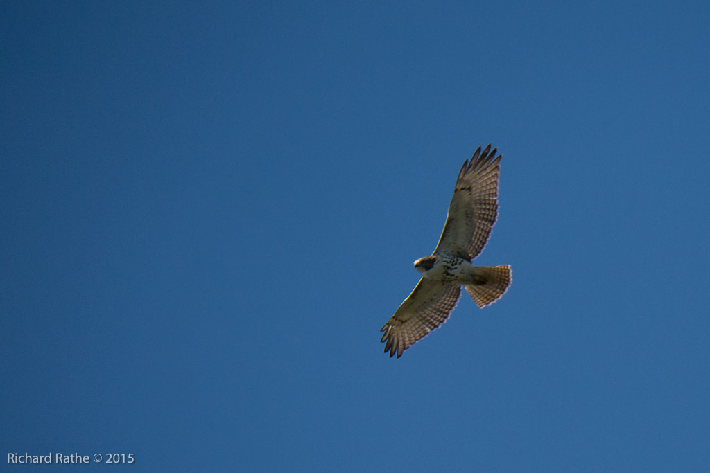 Red-Tailed Hawk