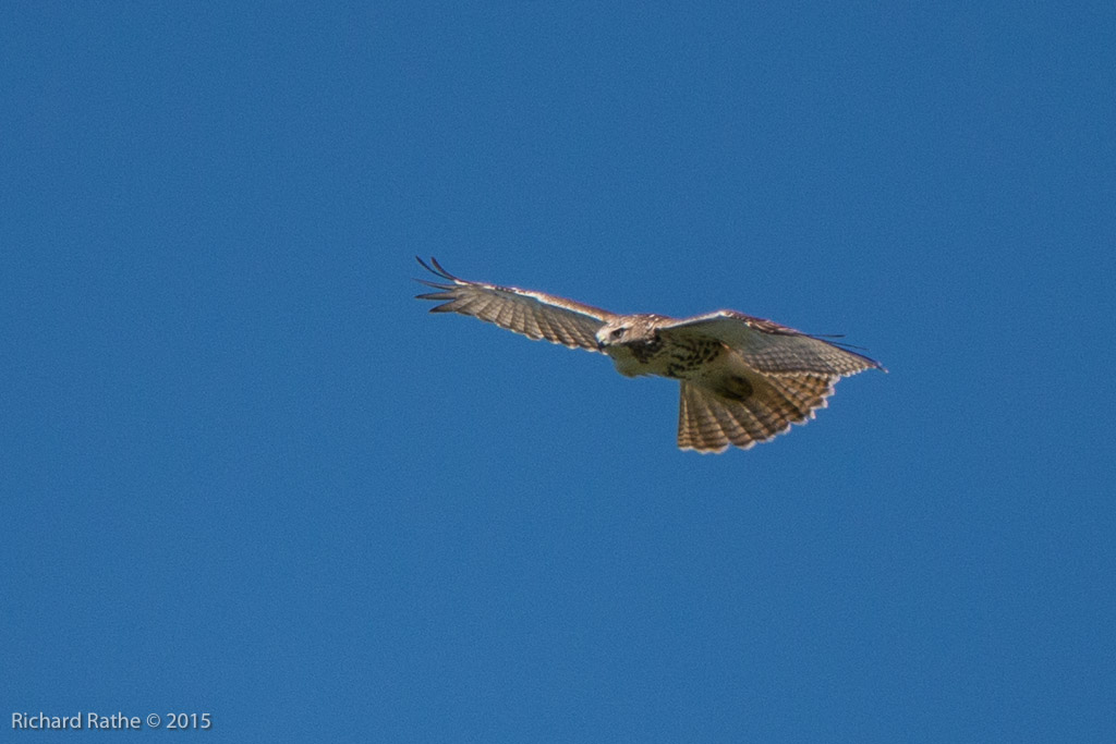 Red-Tailed Hawk