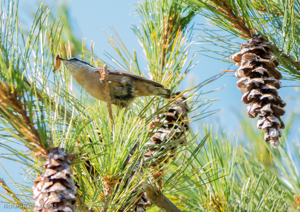 Red-Breasted Nuthatch