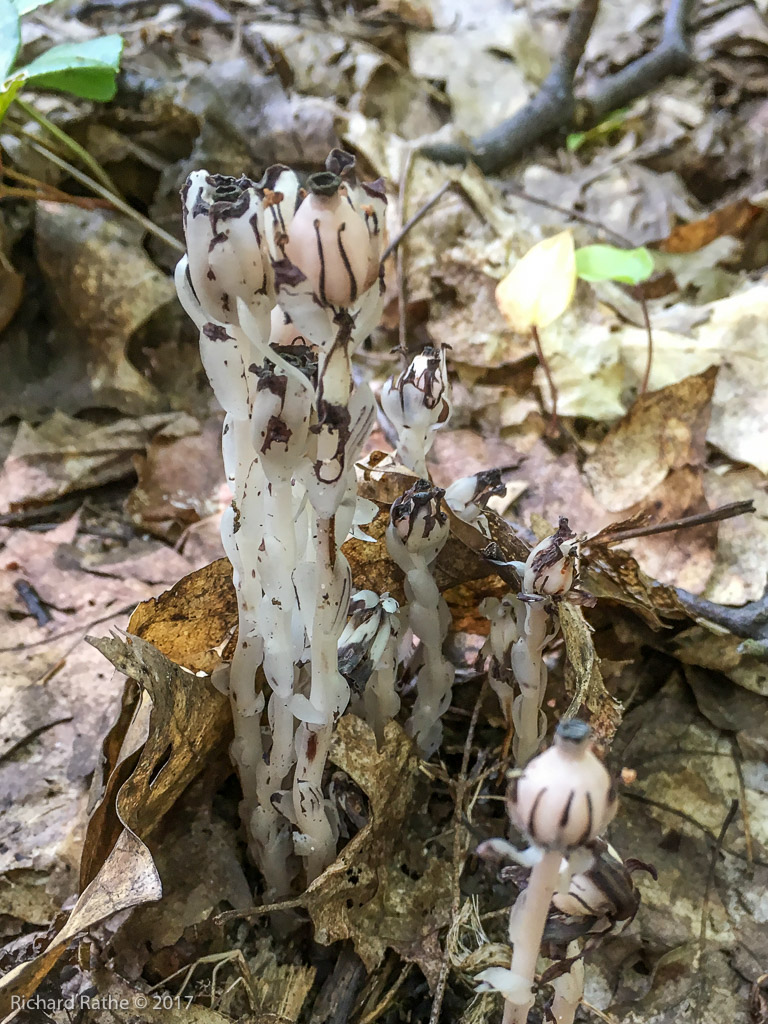 Indian Pipe