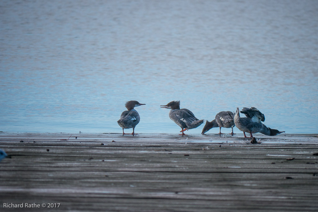 Common Merganser