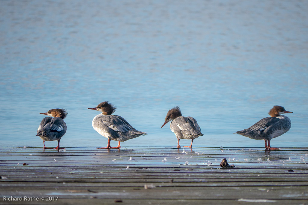 Common Merganser