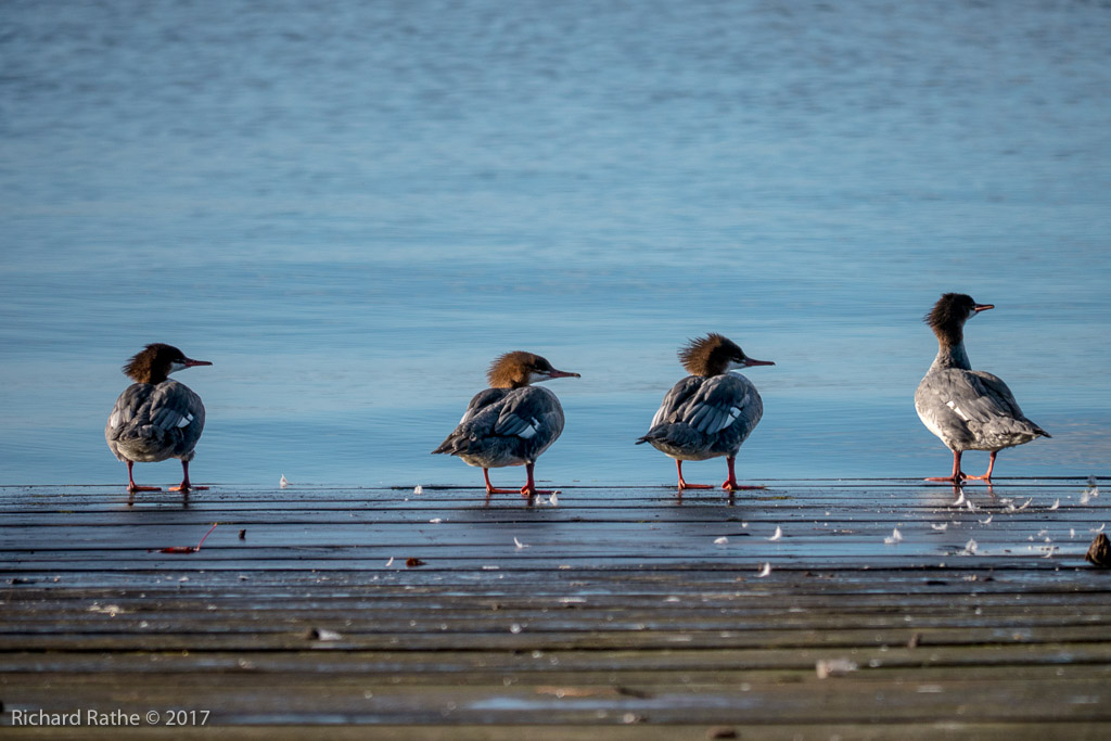 Common Merganser