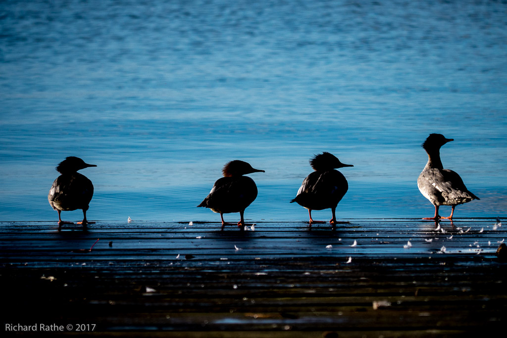 Common Merganser