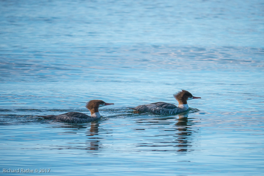 Common Merganser