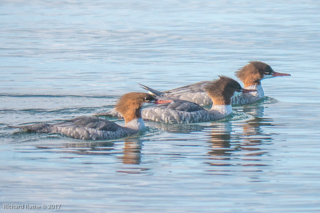 Common Merganser