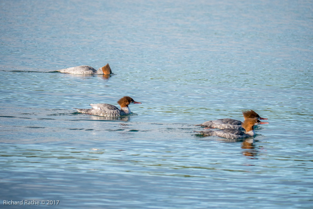 Common Merganser