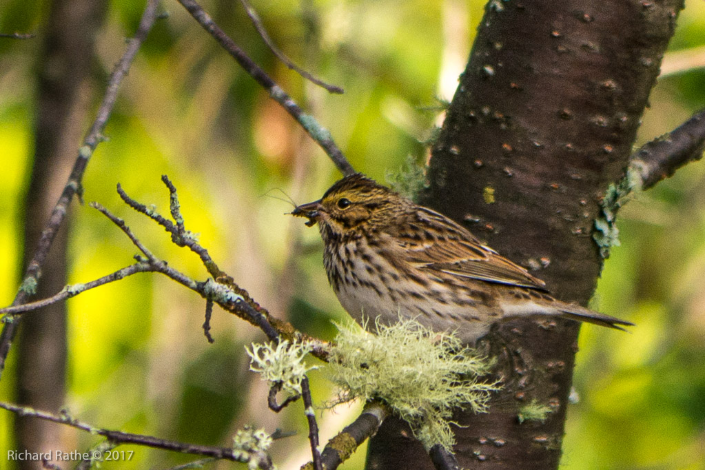 White-Throated Sparrow