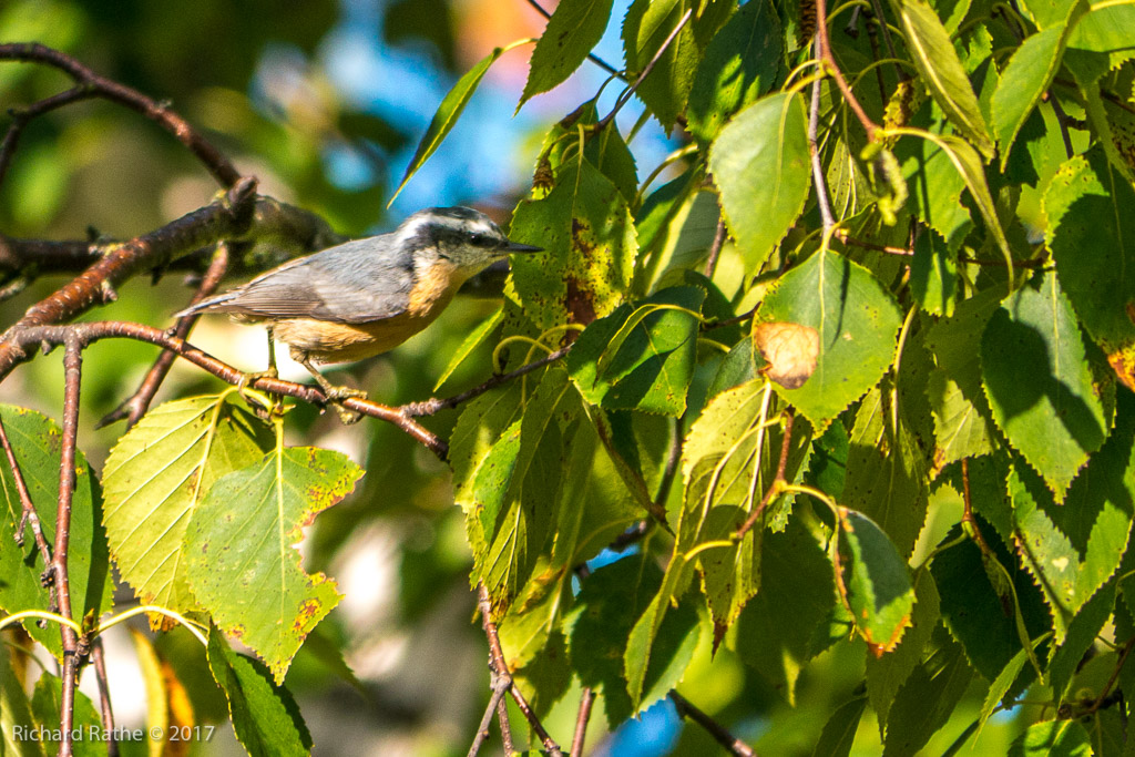 Red-Breasted Nuthatch