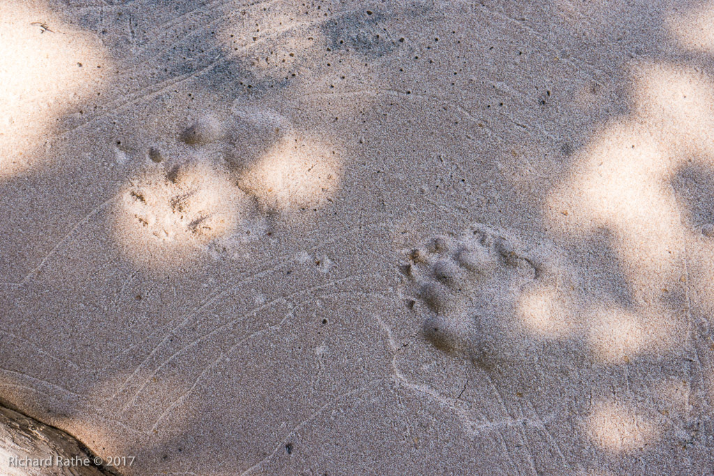 Bear Tracks