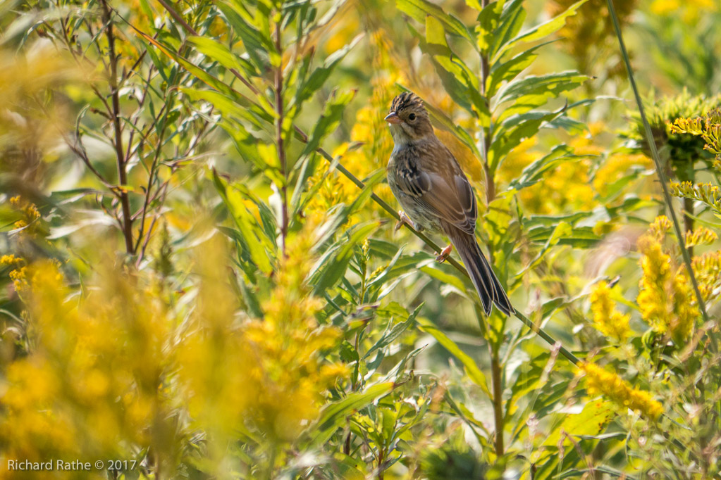 White-Throated Sparrow