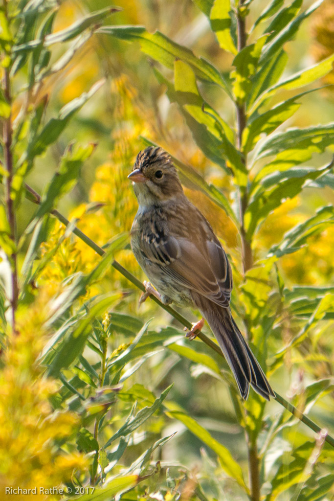 White-Throated Sparrow