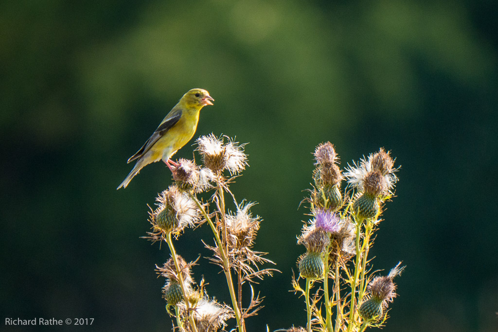 Gold Finch