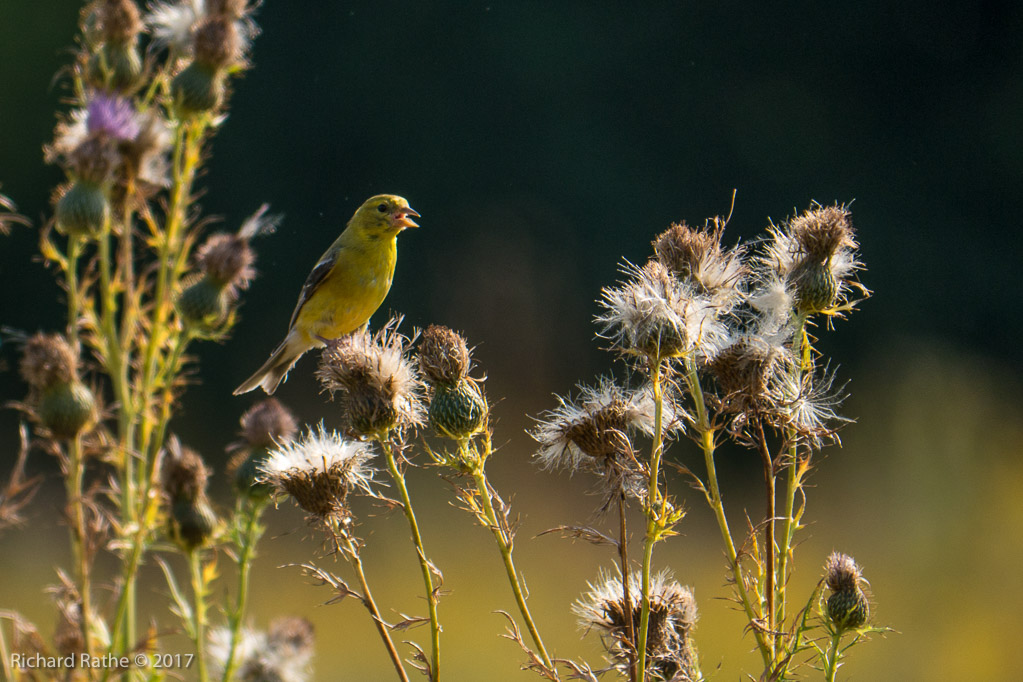 Gold Finch