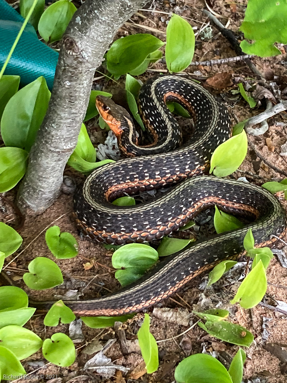 Garter Snake