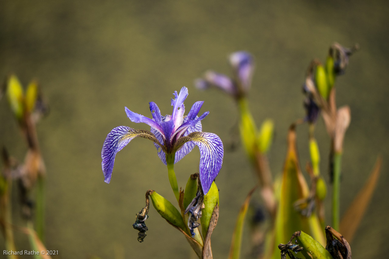 Wild Iris