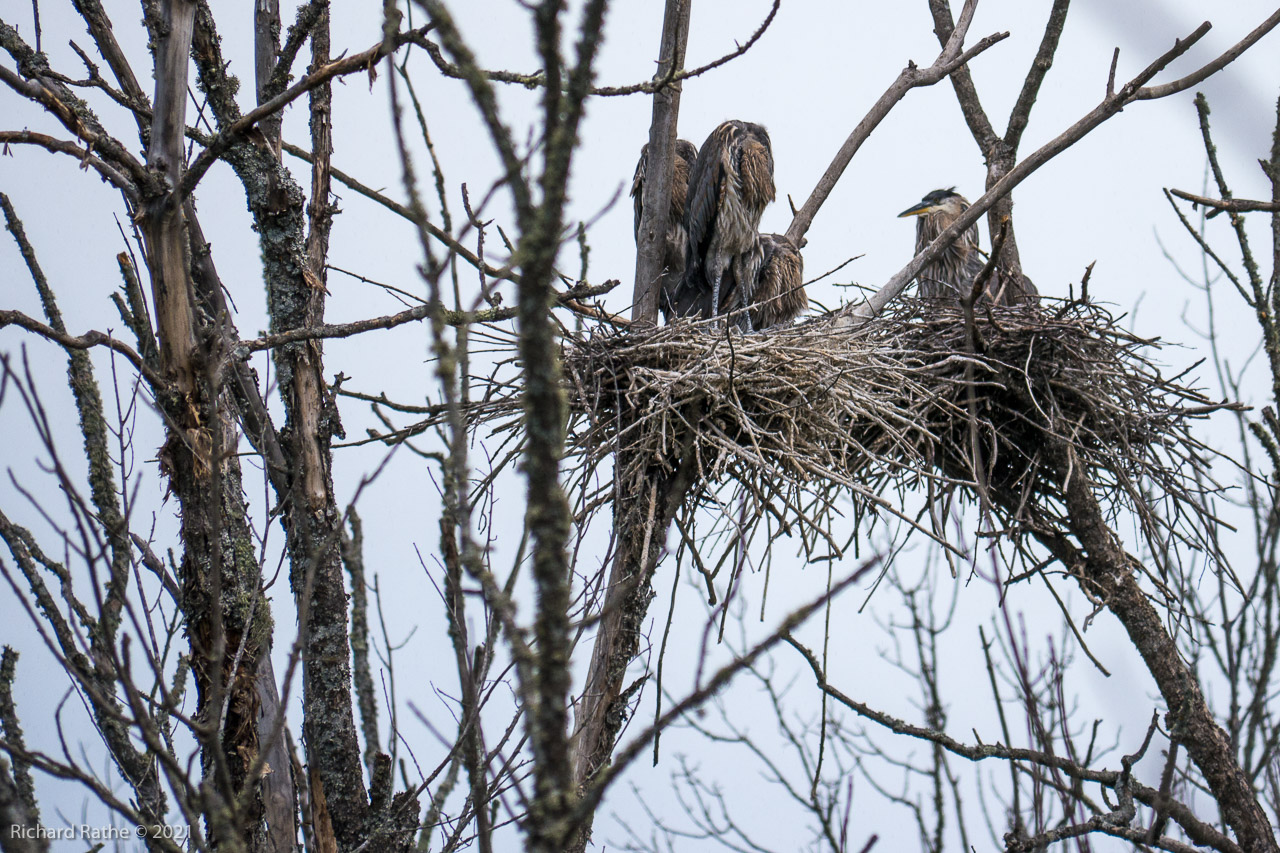 Great Blue Herons