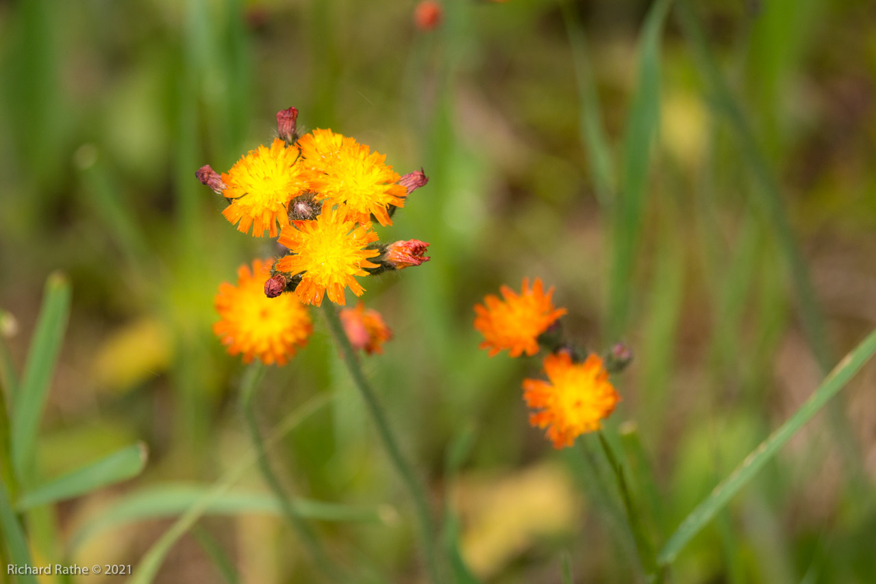 Hawk Weed