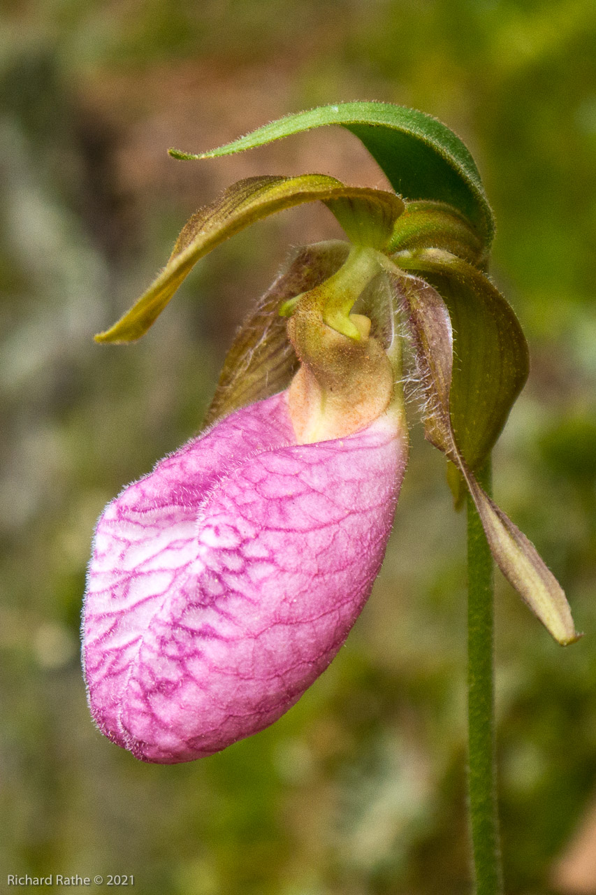 Pink Lady's Slipper Orchid