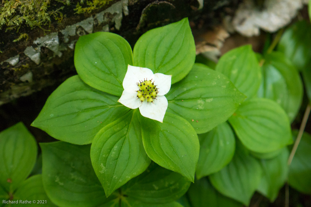 Bunchberry